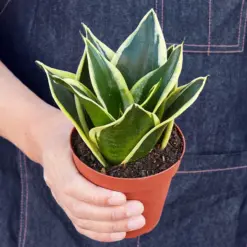 Snake Plant 'Black Gold' — held in hand for size reference