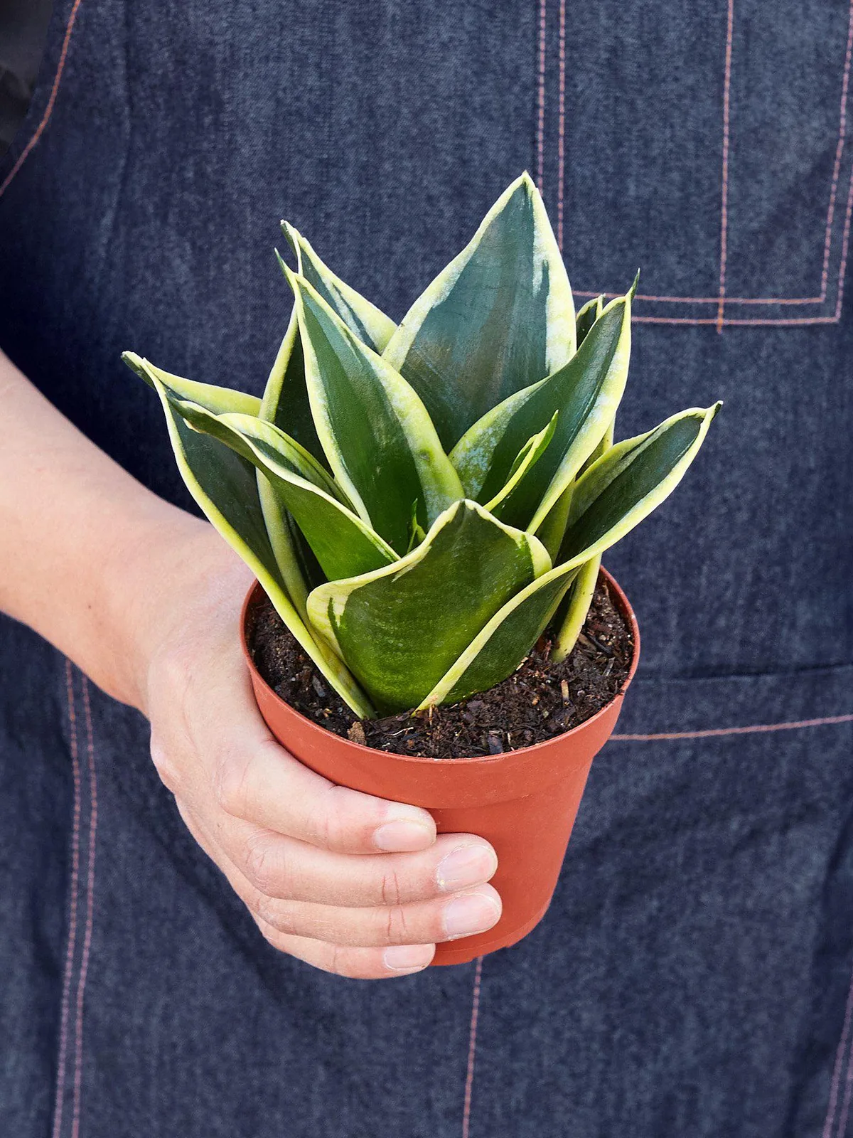 Snake Plant 