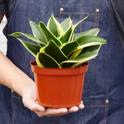 Snake Plant 'Black Gold' — held in hand for size reference