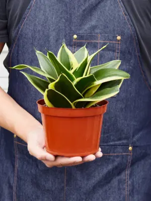 Snake Plant 'Black Gold' — held in hand for size reference