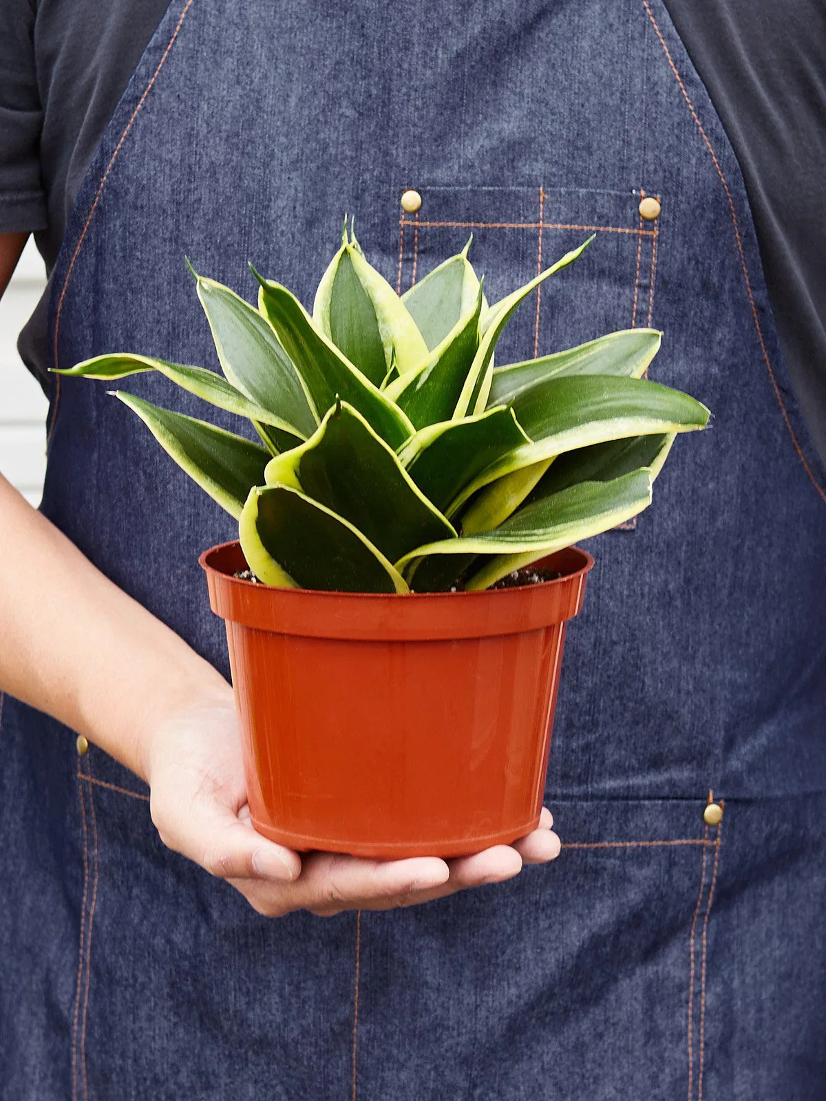 Snake Plant 