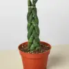 Snake Plant 'Braided'