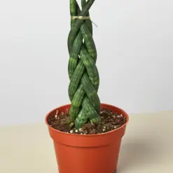 Snake Plant 'Braided'