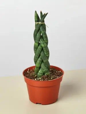 Snake Plant 'Braided'