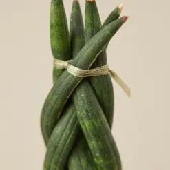 Snake Plant 'Braided' — leaf detail close-up