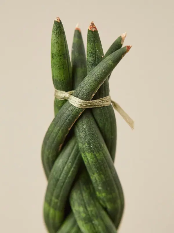 Snake Plant 'Braided' — leaf detail close-up