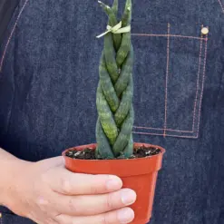 Snake Plant 'Braided' — held in hand for size reference