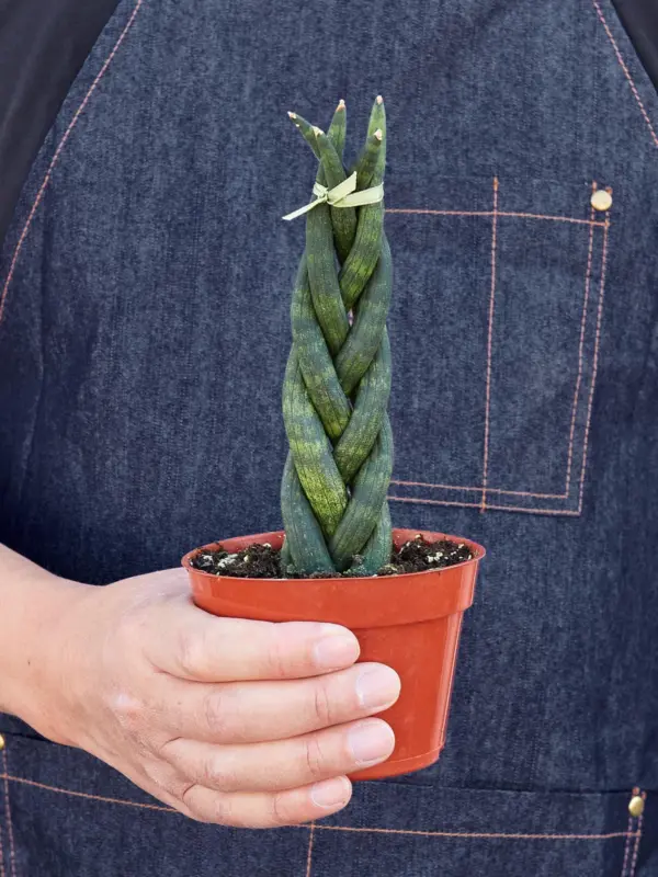 Snake Plant 'Braided' — held in hand for size reference