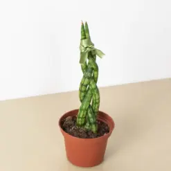 Snake Plant 'Braided' — additional view