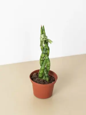 Snake Plant 'Braided' — additional view