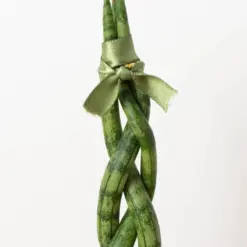 Snake Plant 'Braided' — additional view