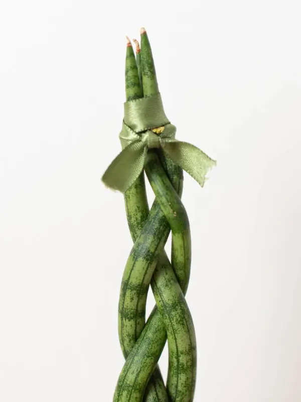 Snake Plant 'Braided' — additional view