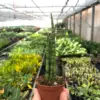 Snake Plant 'Cylindrica'