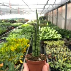 Snake Plant 'Cylindrica'