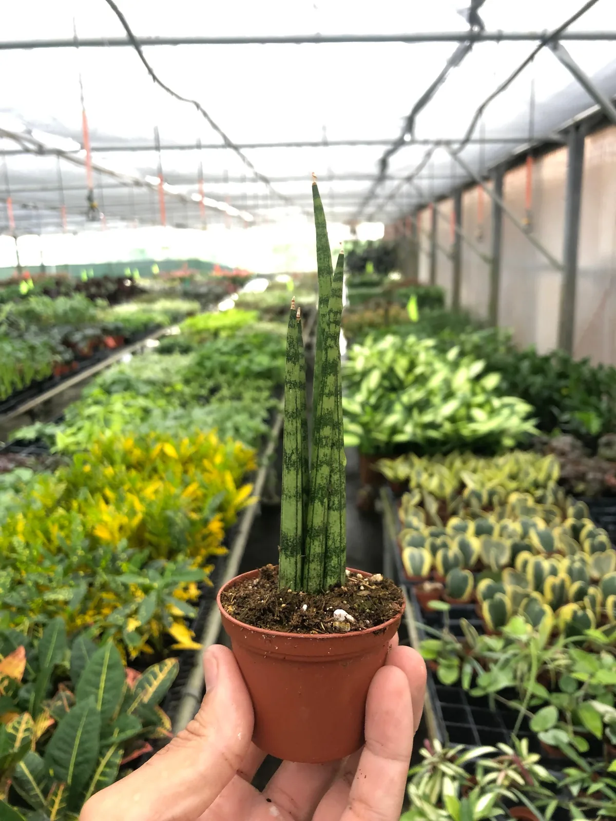 Snake Plant 