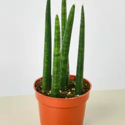 Snake Plant 'Cylindrica' — additional view