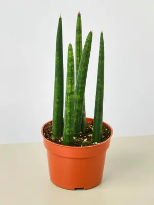 Snake Plant 'Cylindrica' — additional view