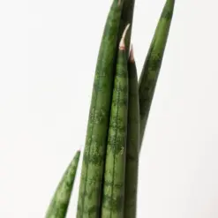 Snake Plant 'Cylindrica' — additional view
