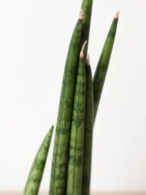 Snake Plant 'Cylindrica' — additional view