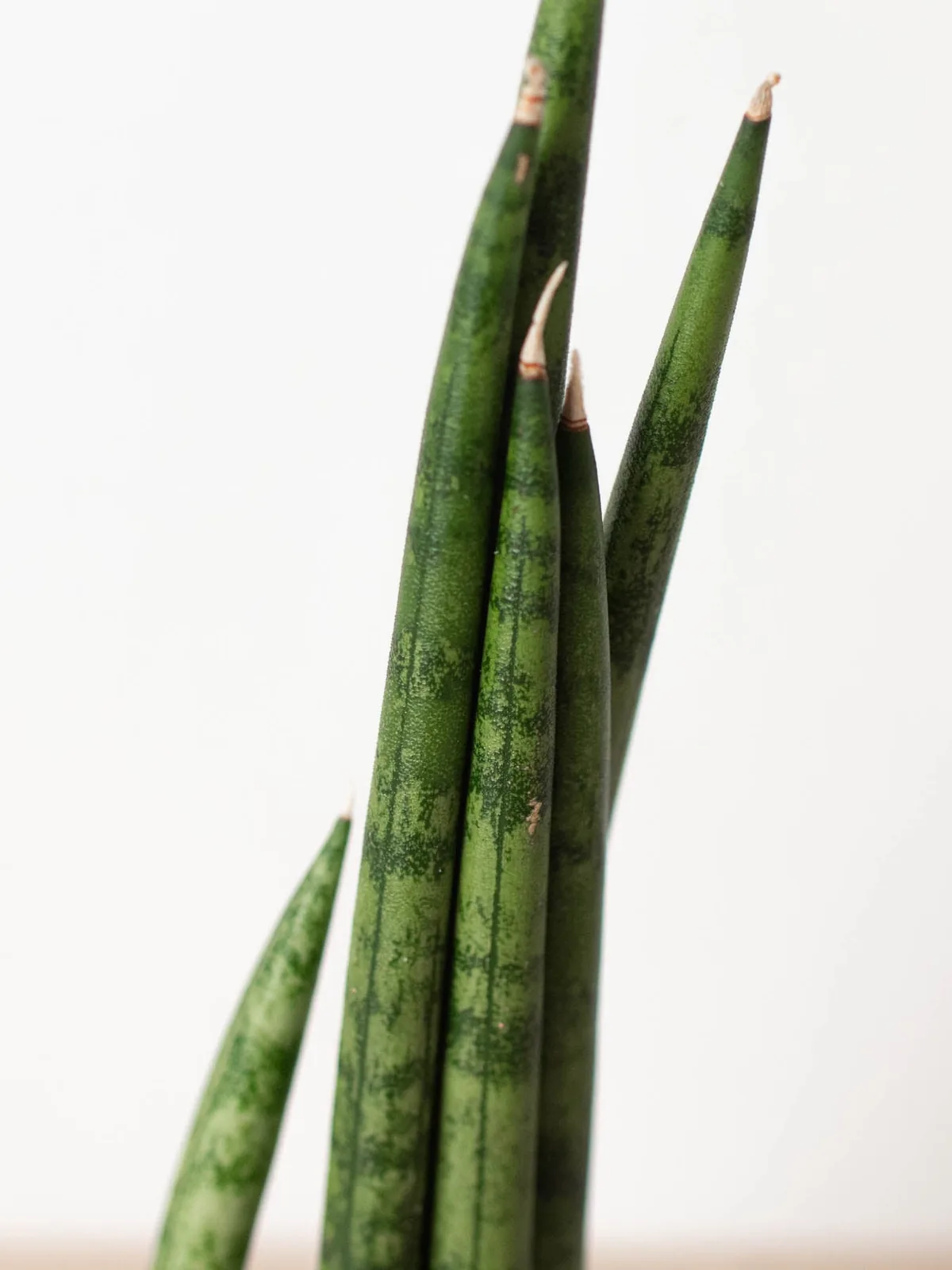 Snake Plant 