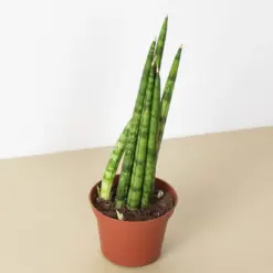 Snake Plant 'Cylindrica' — additional view