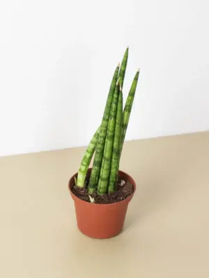 Snake Plant 'Cylindrica' — additional view