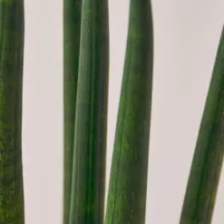 Snake Plant 'Cylindrica' — leaf detail close-up