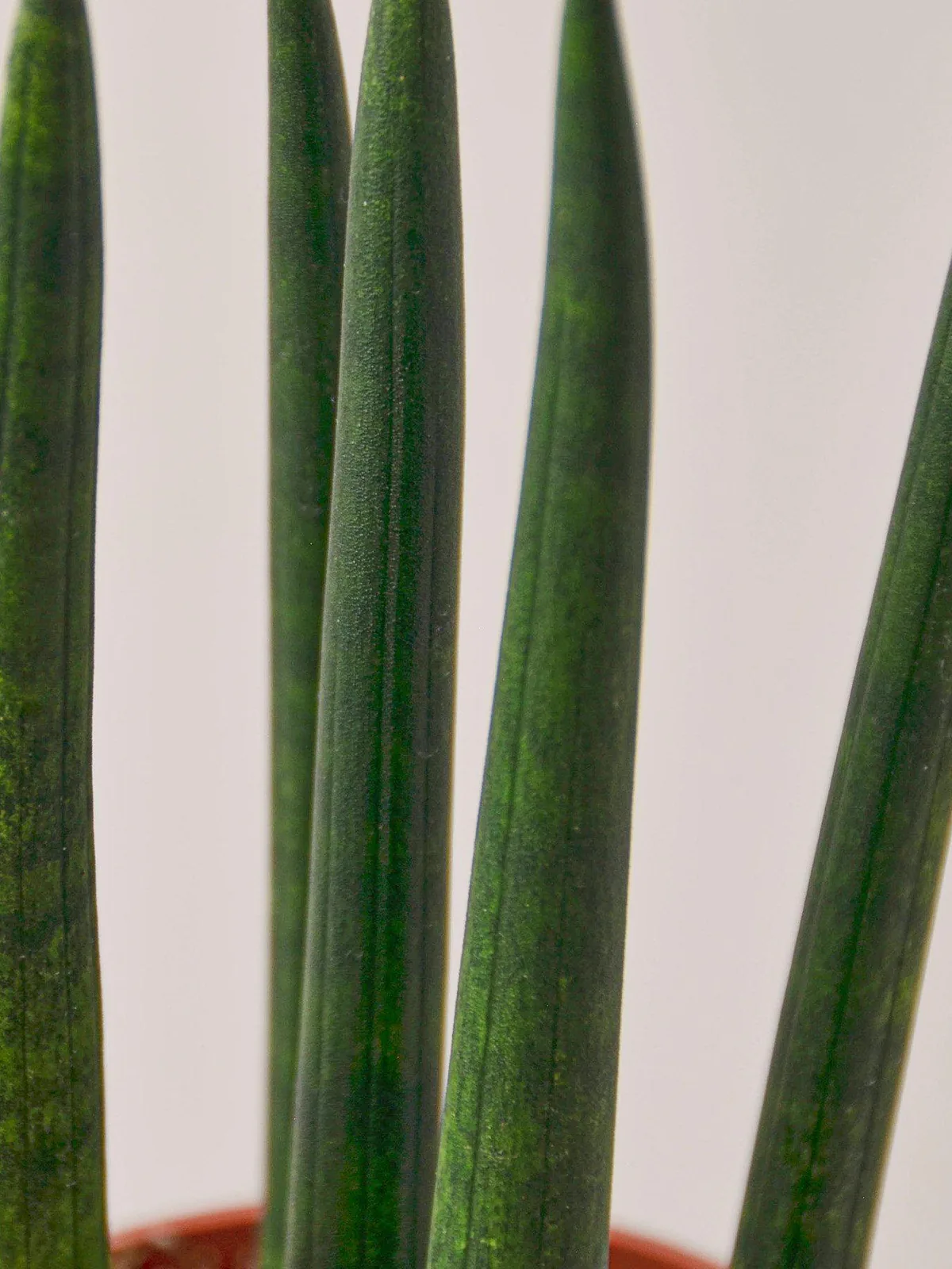 Snake Plant 