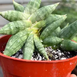 Snake Cylindrica Bonji houseplant