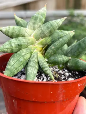 Snake Cylindrica Bonji houseplant