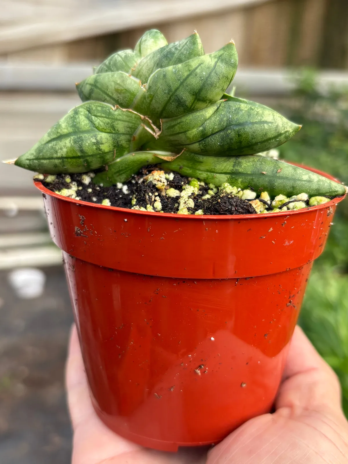 Snake Cylindrica Bonji — additional view