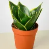 Snake Plant 'Emerald Star'