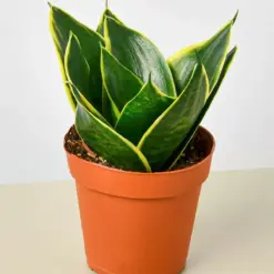 Snake Plant 'Emerald Star'