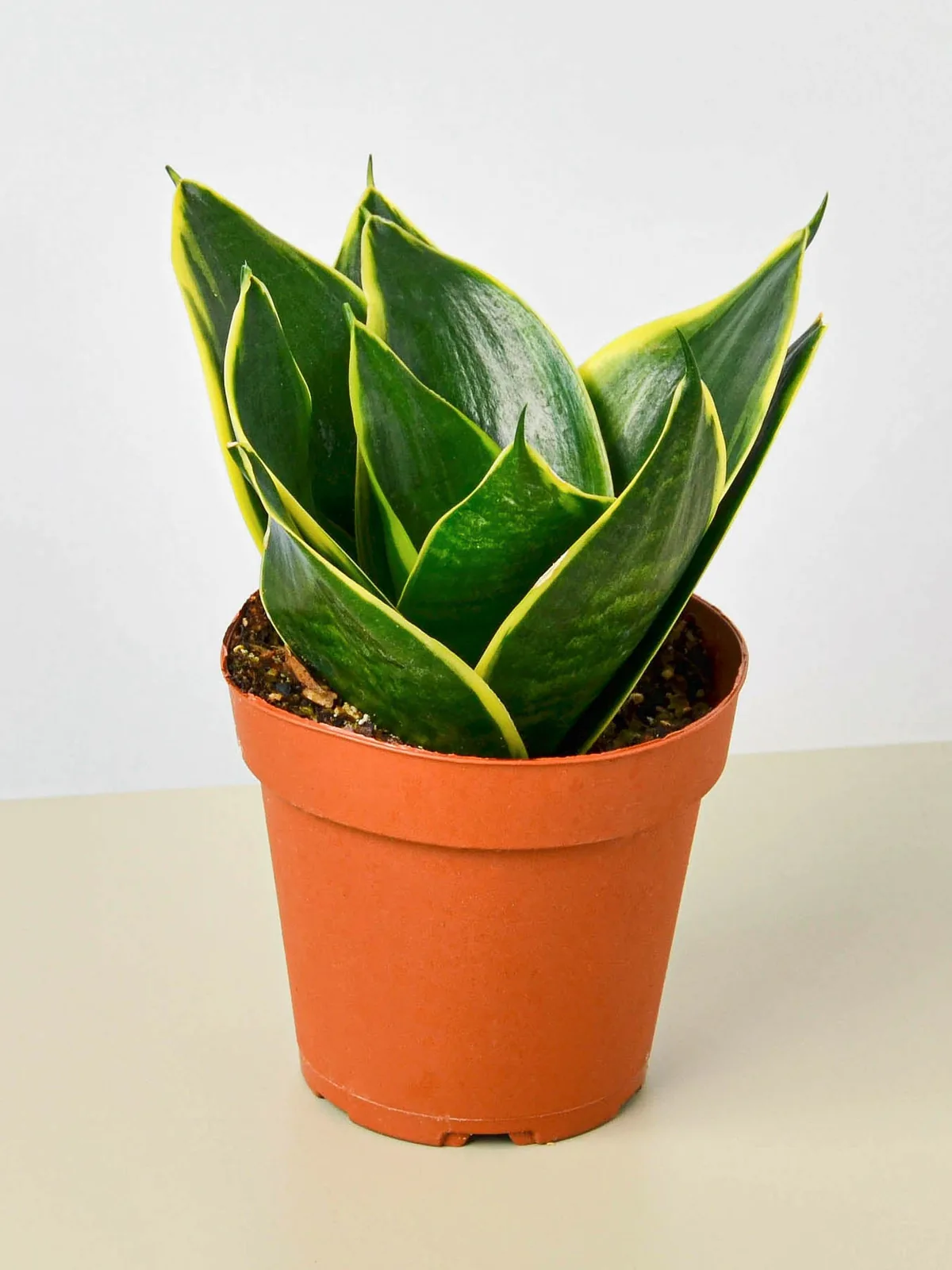 Snake Plant 