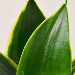 Snake Plant 'Emerald Star' — leaf detail close-up