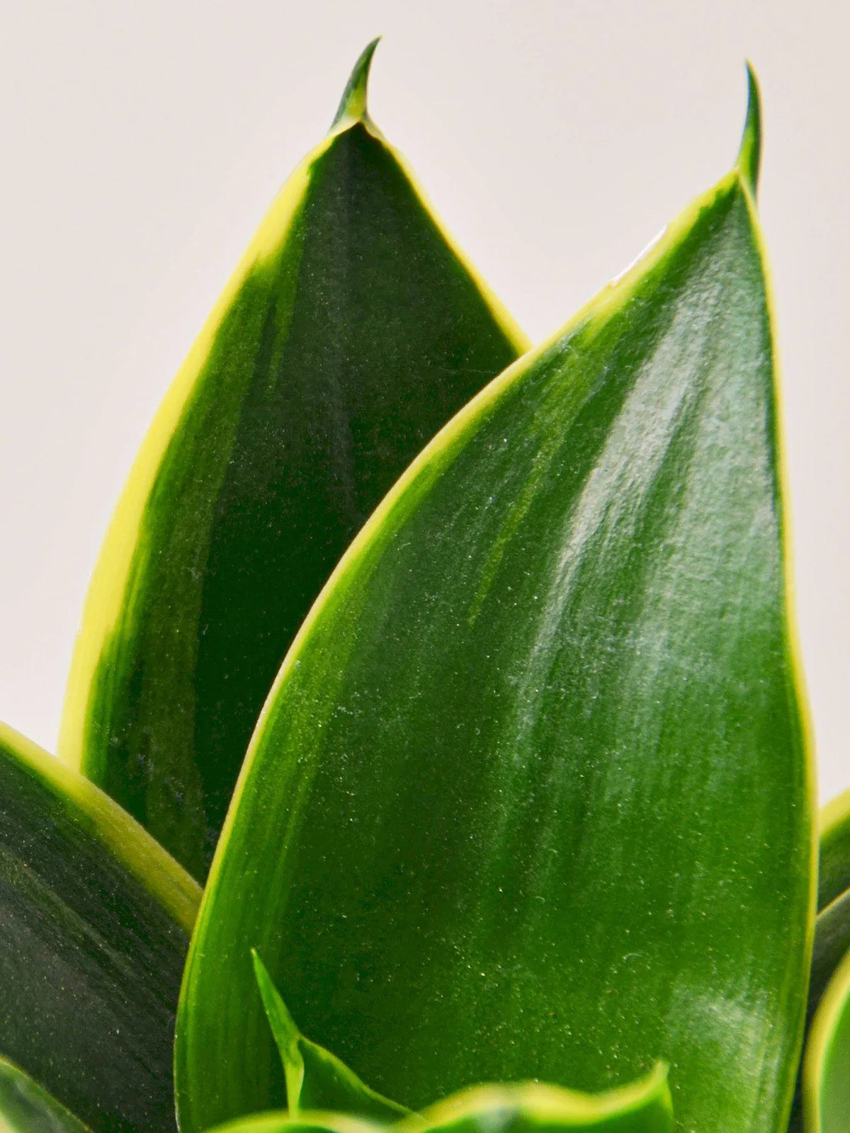 Snake Plant 
