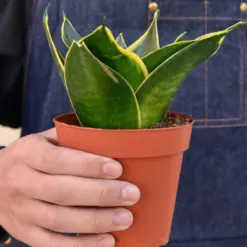 Snake Plant 'Emerald Star' — held in hand for size reference