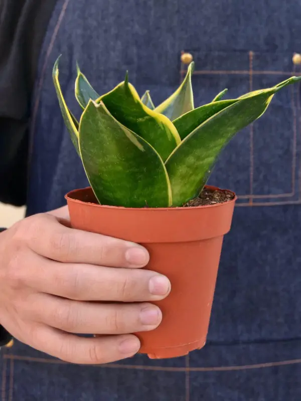 Snake Plant 'Emerald Star' — held in hand for size reference