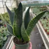 Snake 'Fabi' houseplant