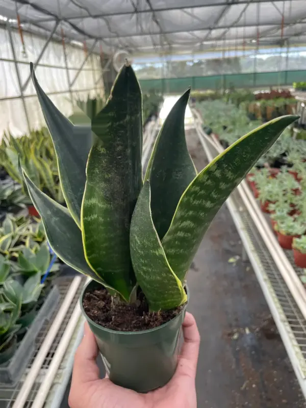 Snake 'Fabi' houseplant