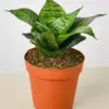 Snake Plant 'Forest Star'