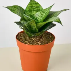 Snake Plant 'Forest Star'