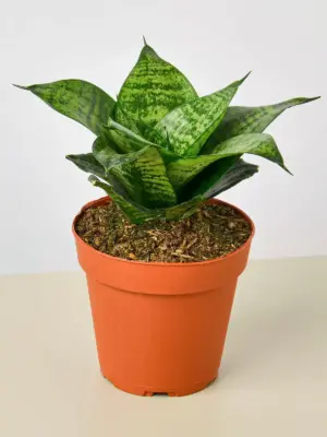 Snake Plant 'Forest Star'