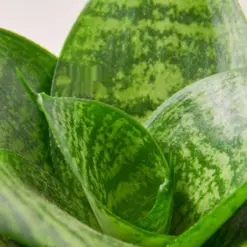 Snake Plant 'Forest Star' — leaf detail close-up