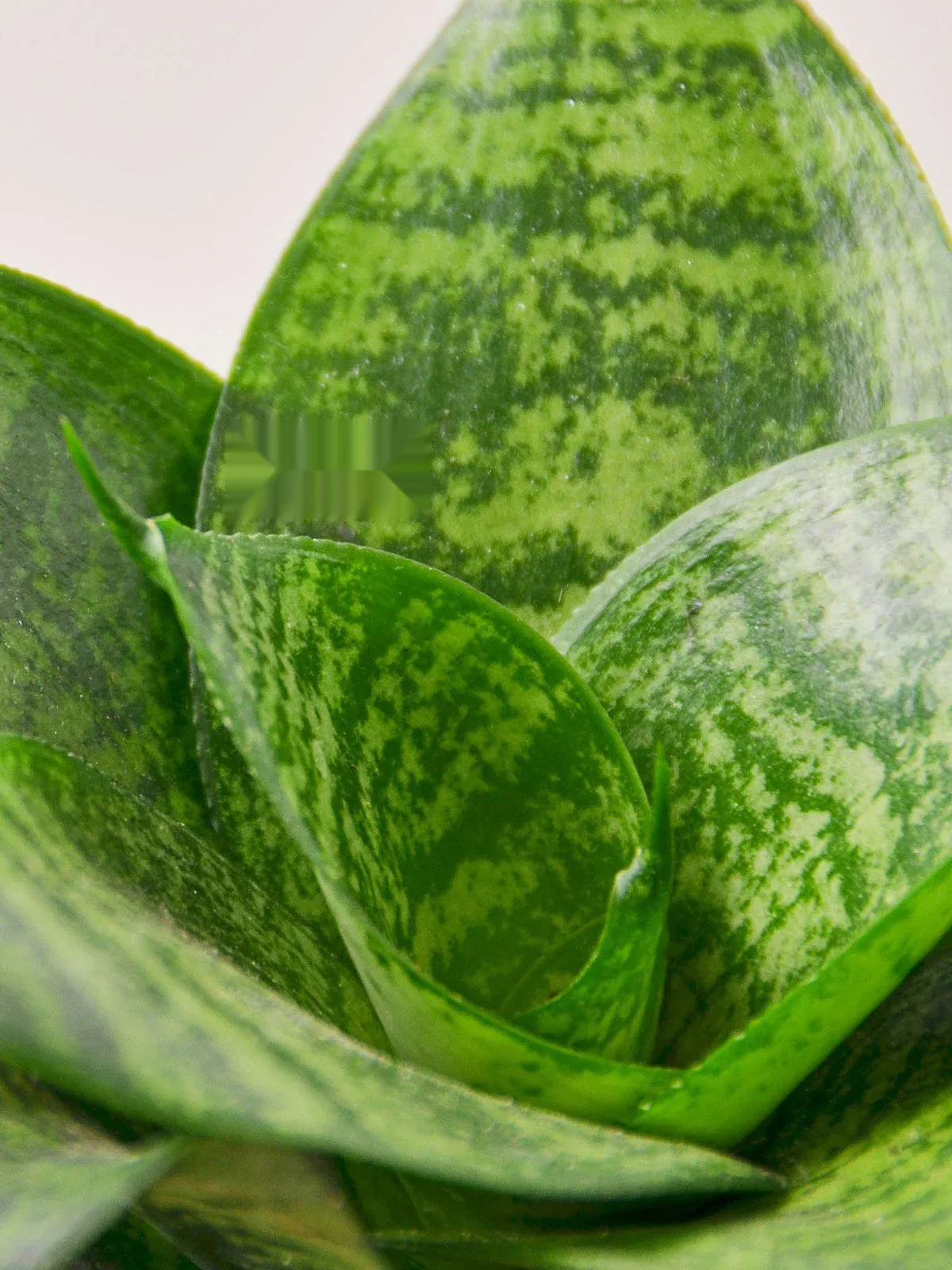 Snake Plant 
