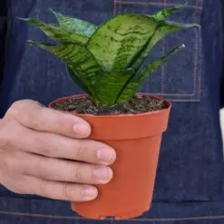 Snake Plant 'Forest Star' — held in hand for size reference