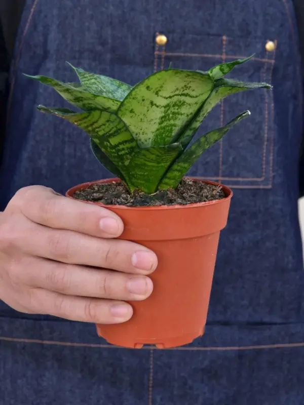 Snake Plant 'Forest Star' — held in hand for size reference