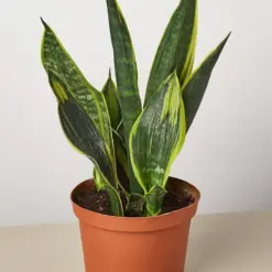 Snake Plant 'Gold Flame'