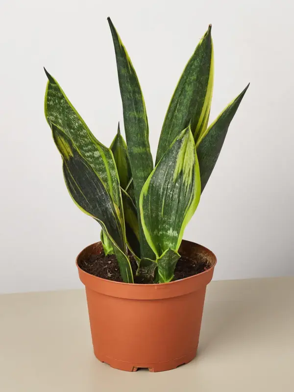 Snake Plant 'Gold Flame'