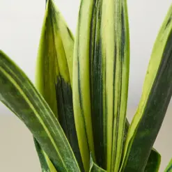 Snake Plant 'Gold Flame' — leaf detail close-up